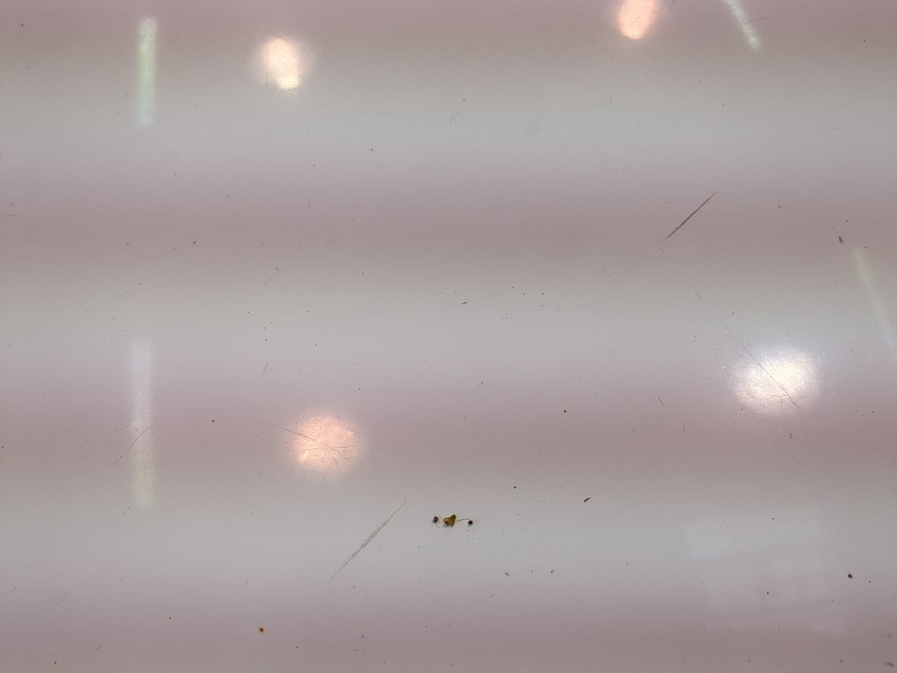 Renault Kangoo Express